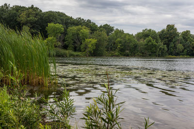 Scenic view of lake against trees