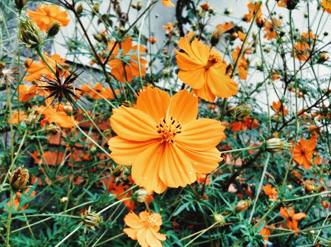 flower, fragility, growth, freshness, orange color, petal, beauty in nature, yellow, nature, blooming, leaf, plant, flower head, focus on foreground, season, close-up, autumn, field, day, in bloom