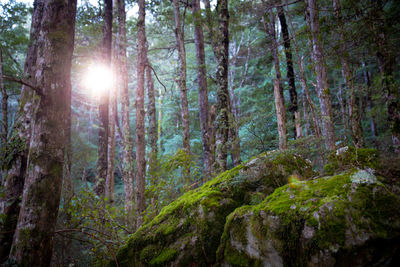 Sunlight streaming through trees in forest