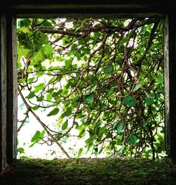 Low angle view of flowering plants in forest