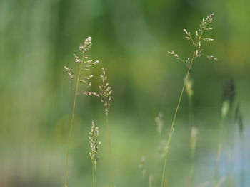 Close-up of plant growing on field