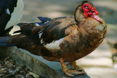 Close-up of bird perching outdoors