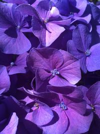 Close-up of blue flowers blooming outdoors