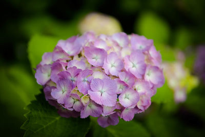 Close-up of purple hydrangea flowers