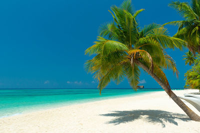 Palm trees on beach against clear blue sky