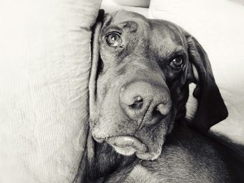 Close-up of dog relaxing on sofa