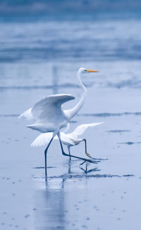 Close-up of egret in lake