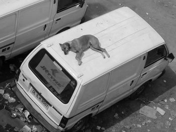 High angle view of dog in car