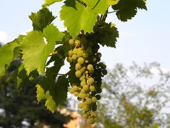 Tree growing in vineyard against sky