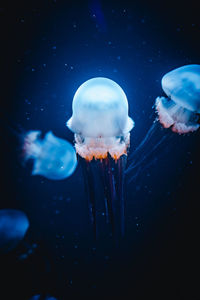 Close-up of jellyfish swimming in sea