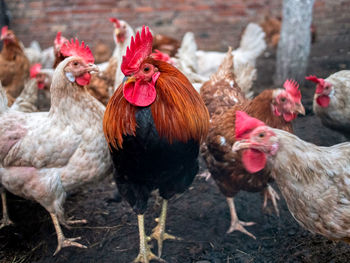 Close-up of rooster on field