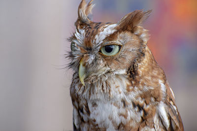 Close-up portrait of owl