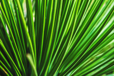 Close-up of palm leaf