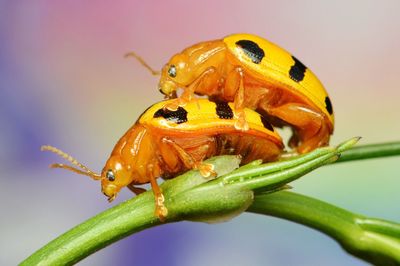 Close-up of ladybug on plant