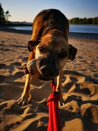 Dog on beach tugging on ball 