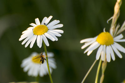 Close-up of white daisy