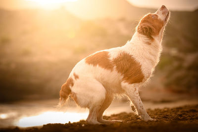 Full length of a dog