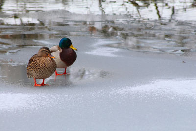 Mallard ducks in frozen lake during winter