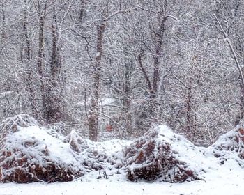 Snow covered trees on field