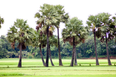 Palm trees on field against sky