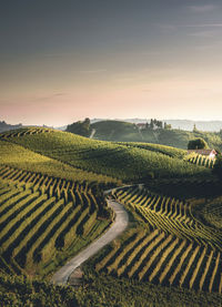 Scenic view of agricultural field against sky during sunset