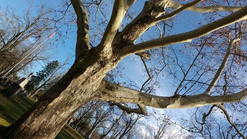 Low angle view of bare trees against sky