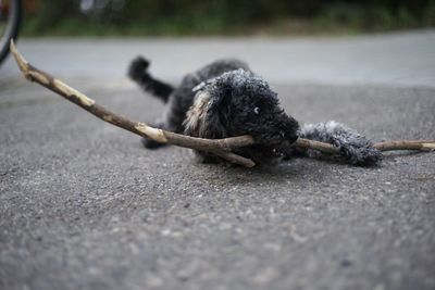 Dog relaxing on road with stick