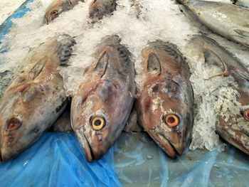 High angle view of fish for sale in market