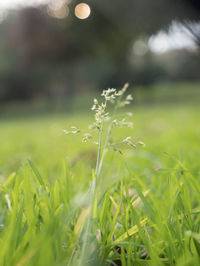 Close-up of plants growing on field