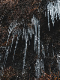 Icicles on tree trunk during winter