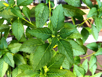 Full frame shot of fresh green leaves