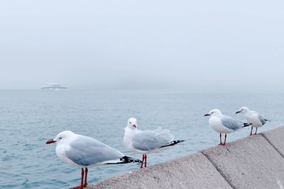 Seagulls on sea shore against sky in a gloomy day