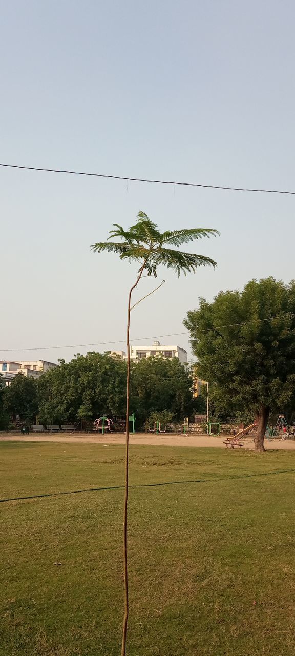 TREES ON FIELD AGAINST SKY