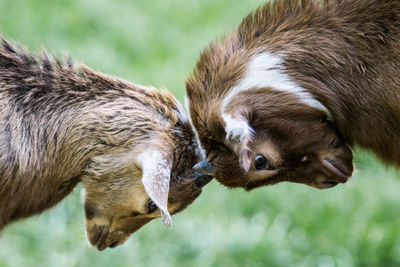 Close-up of goats