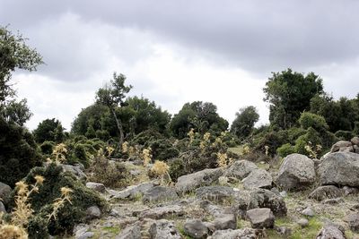 Trees growing on rocks against sky