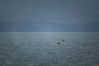 Bird flying over sea against sky