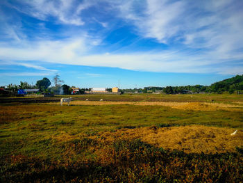 Scenic view of field against sky