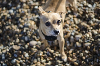 Close-up portrait of pug