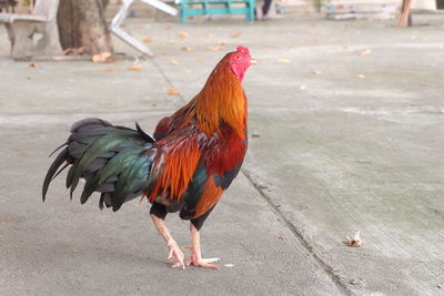 Close-up of rooster