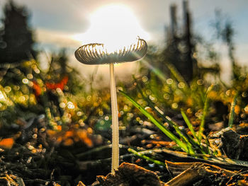 Close-up of mushroom growing on land