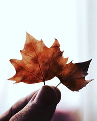 Close-up of hand holding maple leaf