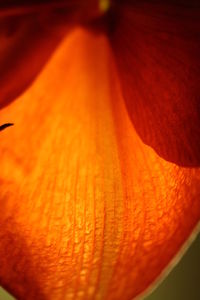 Extreme close up of leaf