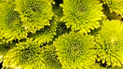 Full frame shot of green leaves