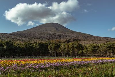 Scenic view of flowering plants on field against sky