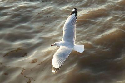 High angle view of seagull flying