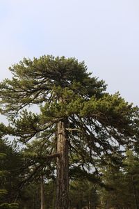 Low angle view of trees against clear sky