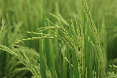 Close-up of stalks in field