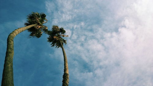 Low angle view of palm trees