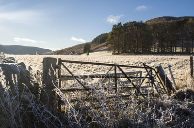 Plants growing on land against sky