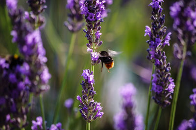 Bee pollinating on purple flowering plant